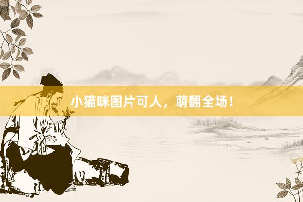 小猫咪图片可人，萌翻全场！